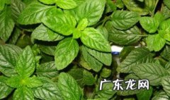 用薄荷种子怎么种植 用薄荷种子怎么种植的