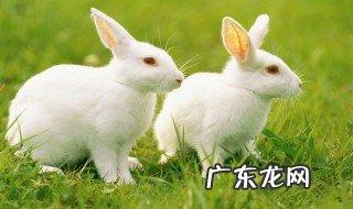 兔子肉能跟绿豆一起吃吗 兔子肉能跟绿豆一起吃吗会中毒吗