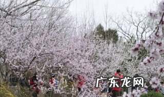 出自桃花源记的成语有哪些 出自桃花源记的成语