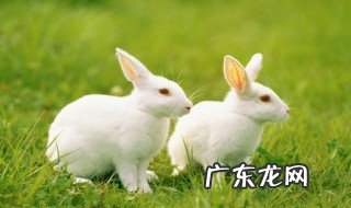 兔子可以吃海苔么 兔子能吃海带么