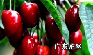 巴西樱桃树几年能挂果 巴西樱桃树几年开花结果