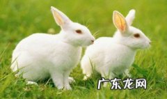 可以喂兔子吃梨吗 可以给兔子吃梨吗