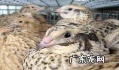 怎样判断鹌鹑即将下蛋 怎样看出鹌鹑快下蛋了