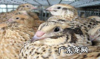 怎样判断鹌鹑即将下蛋 怎样看出鹌鹑快下蛋了