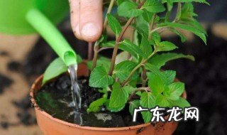 薄荷春天啥时候才能浇水 薄荷春天啥时候才能浇水呀