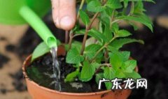 几点给薄荷浇水合适 几点给薄荷浇水
