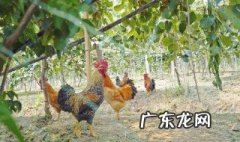 大公鸡咬人是什么兆头图片 大公鸡咬人是什么兆头