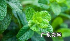薄荷是否要每天浇水 薄荷是否要每天浇水一次