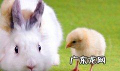 动物之森里的兔子 动物森友会兔子在哪里