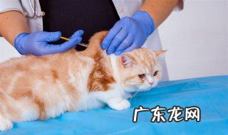 猫咪生产吃什么补充体力 猫咪生产吃什么补