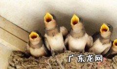燕子进屋来拉屎有什么兆头嘛 燕子进屋来拉屎有什么兆头