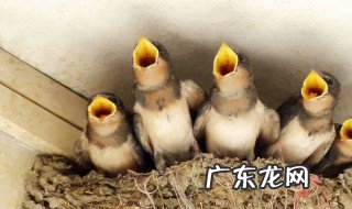 燕子进屋来拉屎有什么兆头嘛 燕子进屋来拉屎有什么兆头