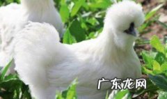 乌鸡当归田七生姜功效与作用 乌鸡田七汤