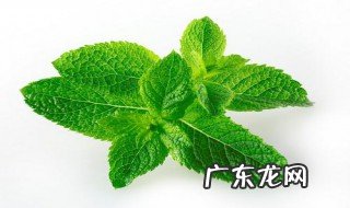 荷兰薄荷的作用与功效 荷兰薄荷的作用