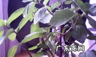 木薄荷和野薄荷的区别 木薄荷和野薄荷的区别图片