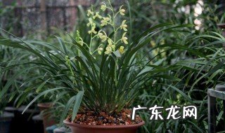 菜籽饼肥可以浇兰花吗 菜籽饼怎么浇兰花
