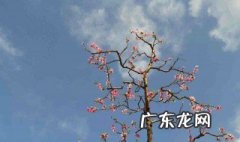 四年的桃树怎么修剪枝条 四年的桃树怎么修剪