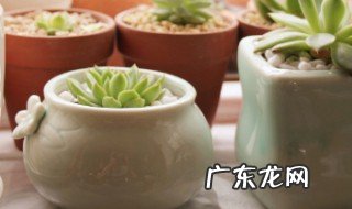 种植多肉需要陶粒吗 种植多肉需要陶粒吗视频