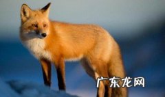 碰到狐狸好吗 碰见狐狸有什么寓意嘛