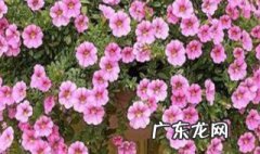 百万小铃秋季可以扦插成活吗 百万小铃几月扦插