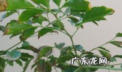 幸福树叶子干了掉叶子是怎么回事 幸福树叶子干了怎么办