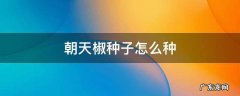 朝天椒种子怎么种 朝天椒种子怎么种植方法