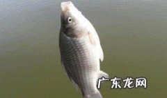 钓的鱼怎样才能保持鲜活 钓的鱼怎么保持不死