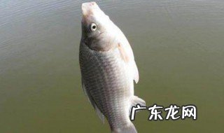 钓的鱼怎样才能保持鲜活 钓的鱼怎么保持不死