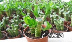 富贵竹可以放在客厅窗户上吗 富贵竹可不可以放客厅的窗台上