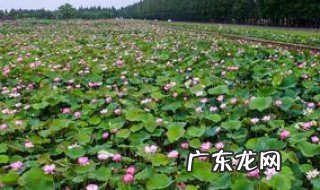 春天种莲花是最佳季节吗 春天种莲花是最佳季节吗