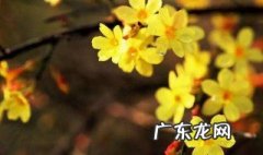 迎春花开花包要多少天 迎春花有花苞之后几天开出花