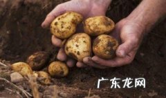 马铃薯什么时候种植最好 马铃薯怎么种植