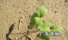 牡丹从根部发芽 牡丹根部发的新芽是否保留