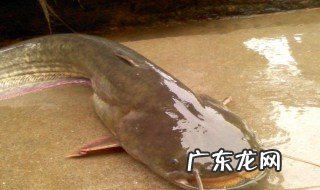 一天中钓鲶鱼最佳时间 钓鲶鱼用什么打窝效果最佳