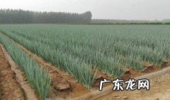 葱种什么样 如何种小香葱