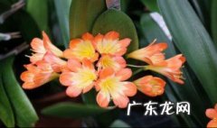 君子兰要开花了可以浇水吗 君子兰要开花了还需要浇水吗