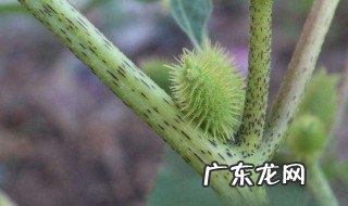 苍耳子的功效与作用及禁忌的功效与作用 苍耳子植物的功效
