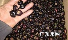 红果参营养价值 红果参的药用价值