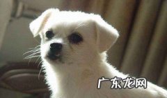 两三个月狗狗能用皮筋断尾吗 两三个月狗狗能用皮筋断尾吗视频