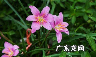 兰花分株后 兰草花分枝后怎么不开花了