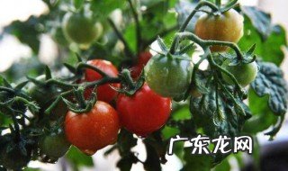 圣女果为什么只有一根开花 为什么圣女果只开花不结果