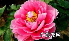 牡丹花开花时的样子 牡丹花开花的时候有什么特点