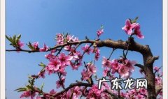 桃树杏树梨树什么时候结果 桃树杏树梨树分别是几月开花