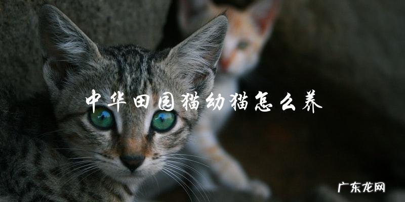 如何正确地养护中华田园猫幼猫?