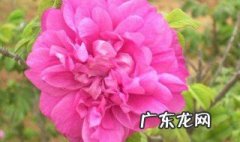 梦见最好的花送给了别人什么意思 梦见最好的花送给了别人