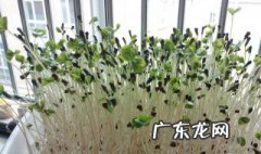 水培荞麦苗怎么吃最好 水培荞麦苗怎么吃