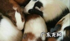 天竺鼠宠物 天竺鼠怎么养
