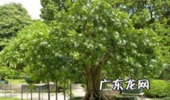 九里香怎么养才能更旺盛 九里香怎么养