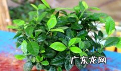 栀子花湿度要求 养栀子花北方的湿度不够怎么办