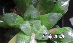 玉露什么季节种最好 什么季节种玉露寿